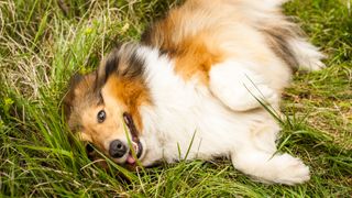 Dog laying on back in field