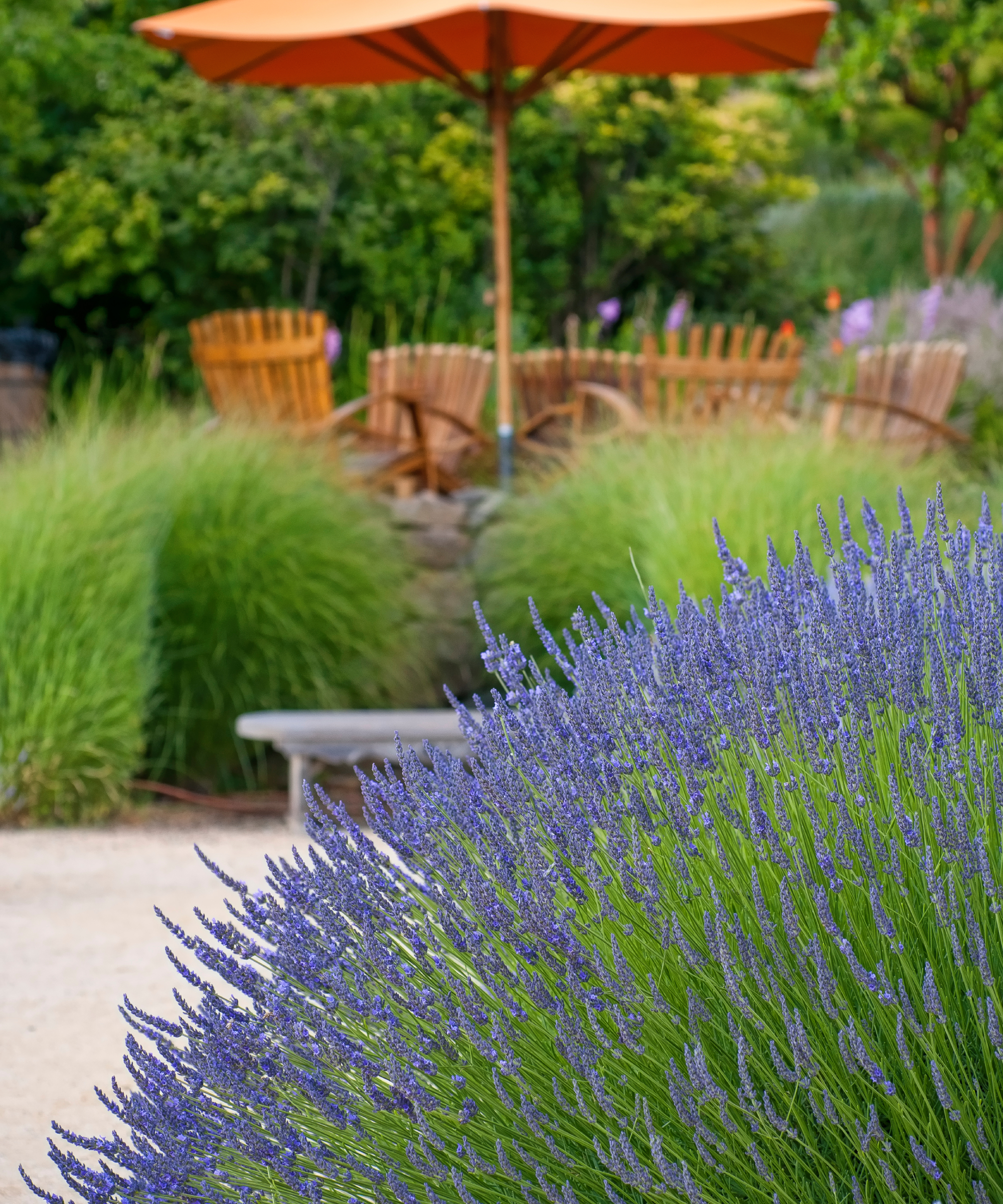 lavender growing in front of seating area in garden