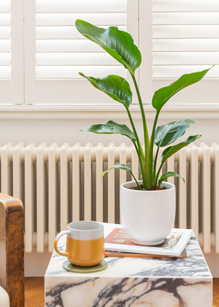 A potted bird of paradise plant on a marble side table