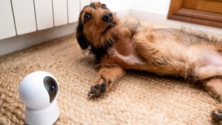 Dog lying beside pet camera