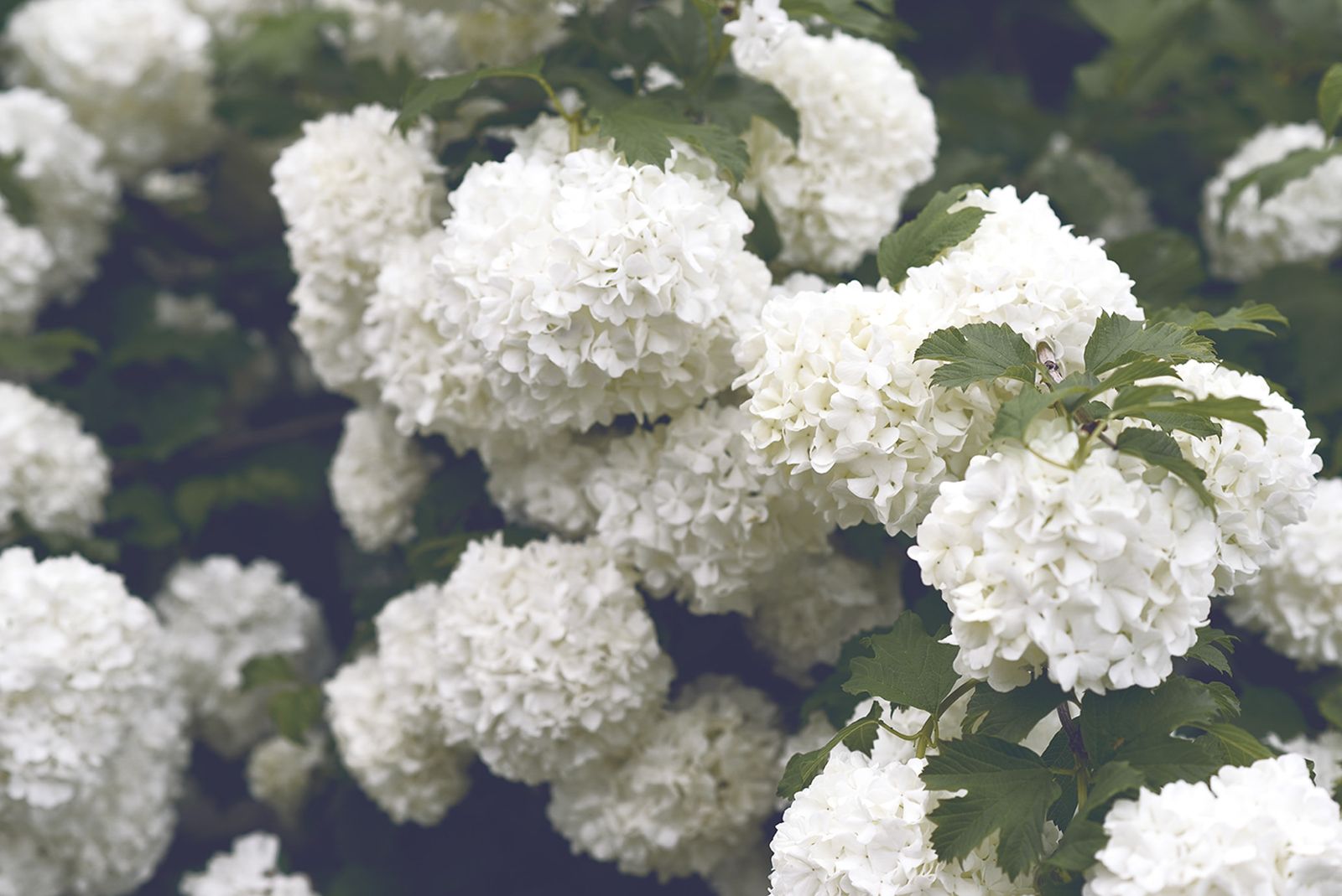 How to grow hydrangeas Gardeningetc