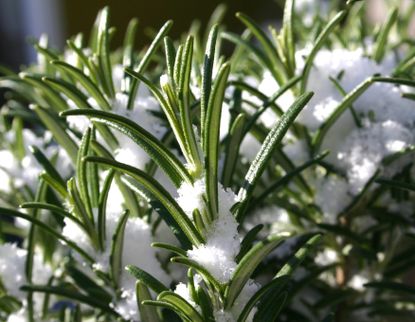Green Herbs Covered In White Snow