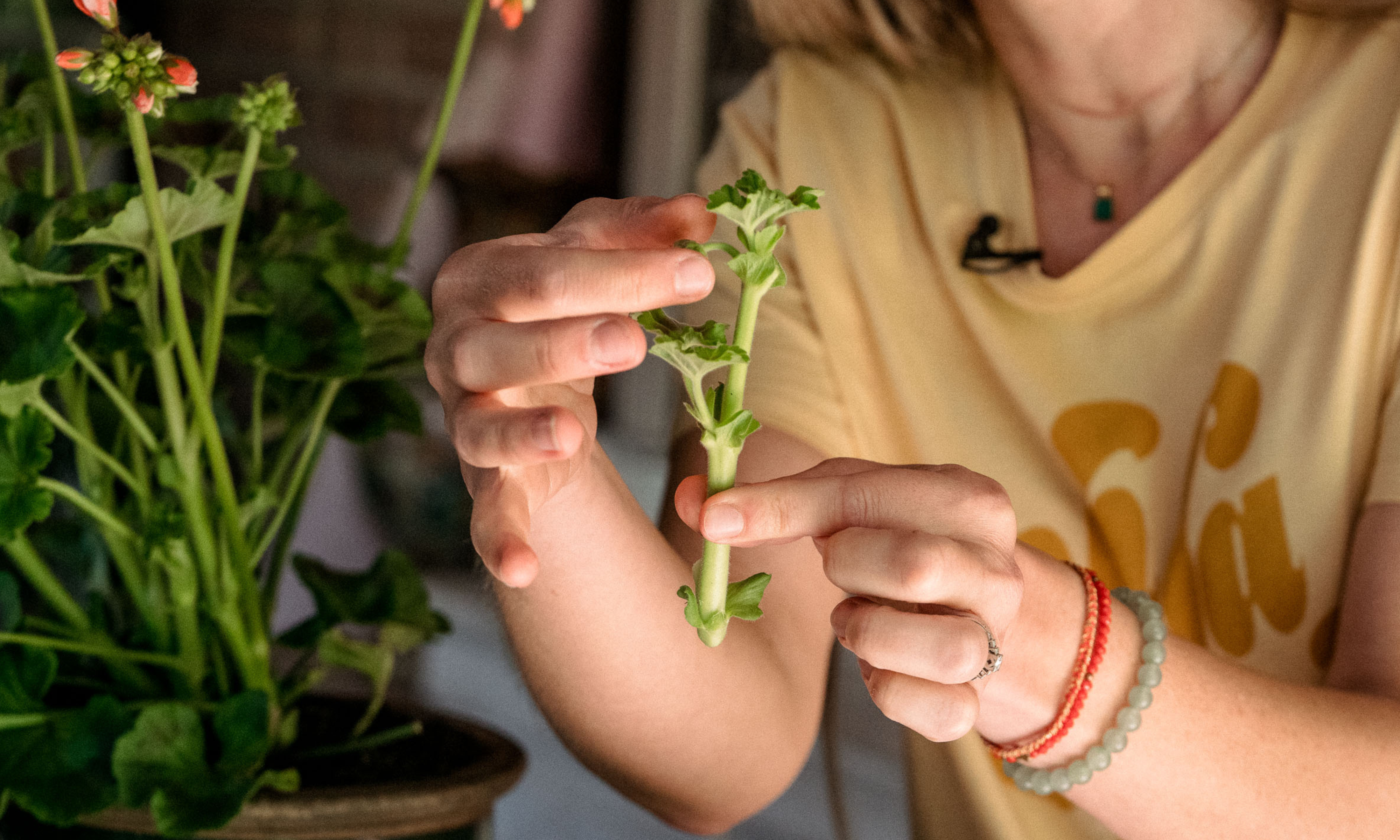 Hands holding a geranium cutting