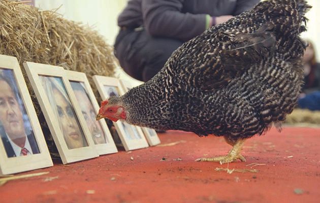 Who knew that chickens were so bright?! This week on the super-cute animal show two clever hens