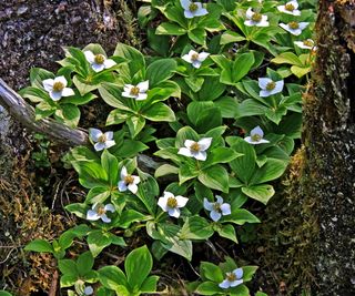 Cornus canadensis, groundcover dogwood, growing in a woodland