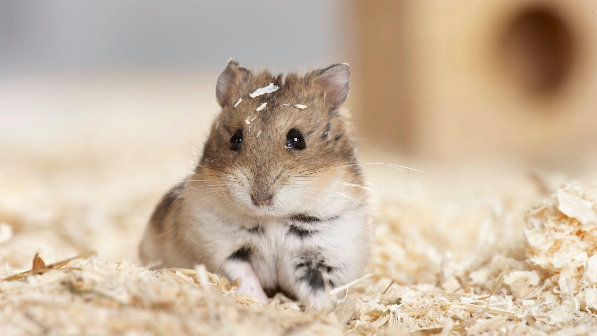 Campbells dwarf hamster