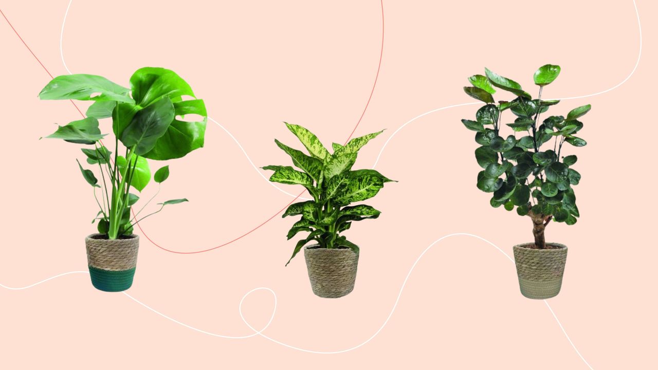 Houseplants on pink background