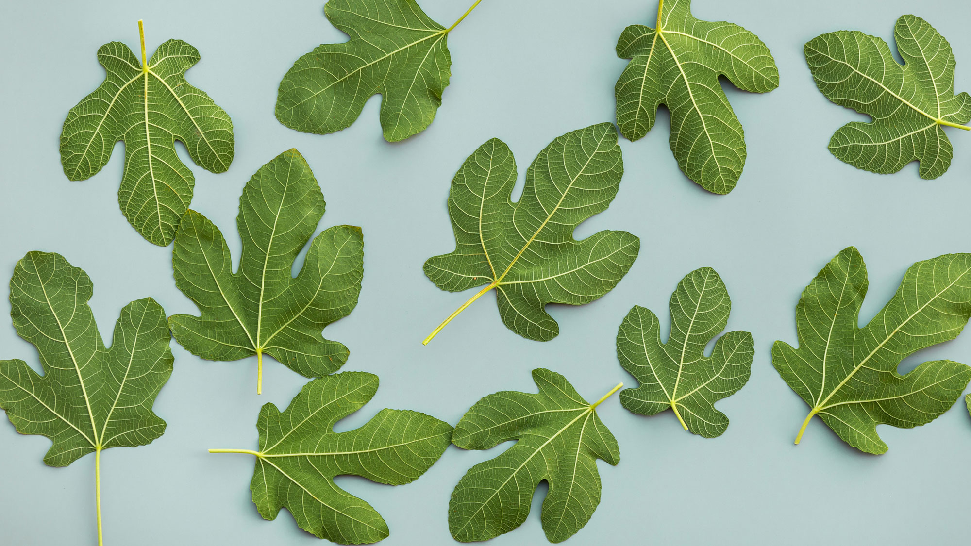 green fig leaves cut and dropped against pale blue background