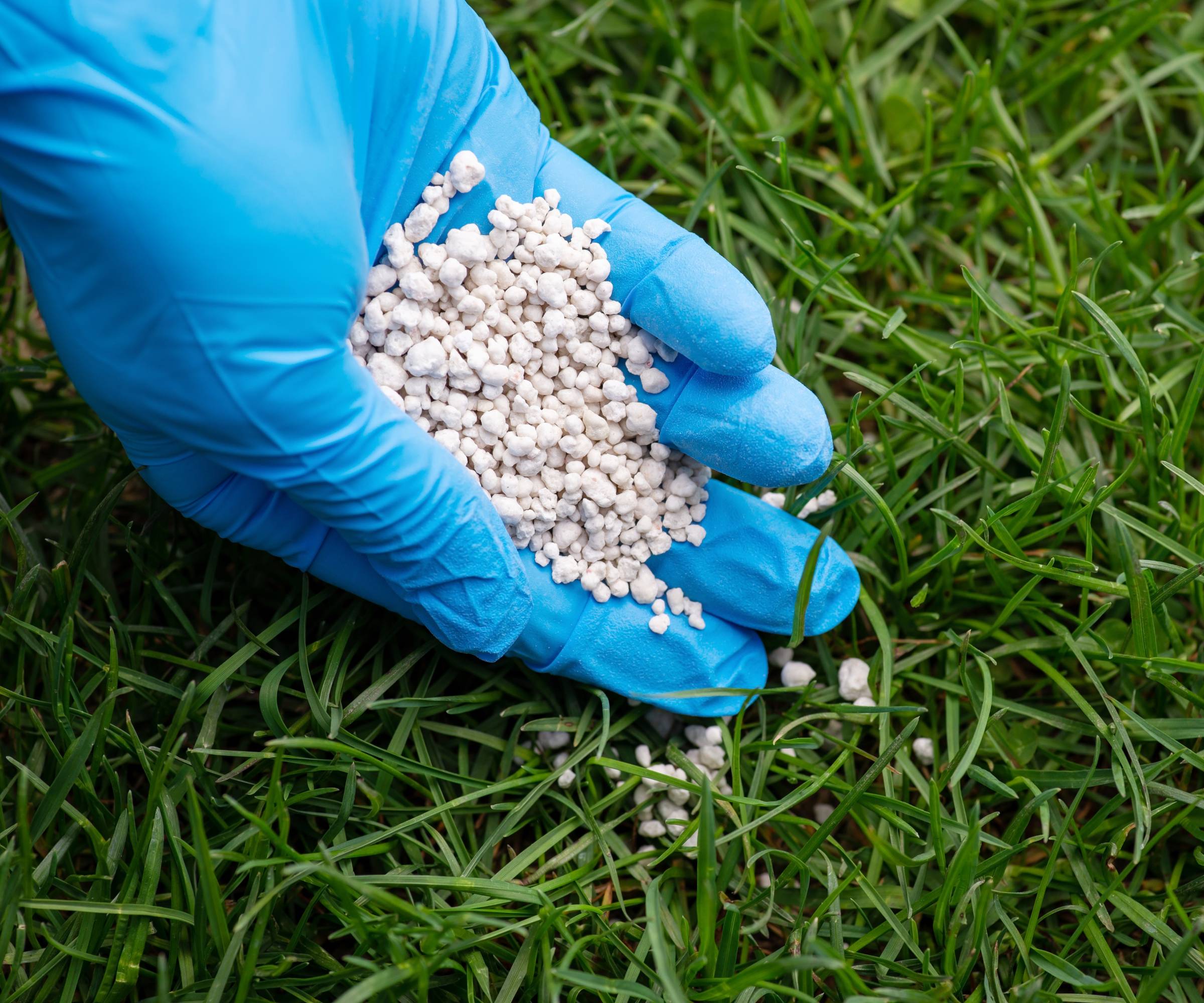 A hand in a blue glove dropping fertilizer onto a lawn