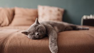 a grey cat naps on a couch