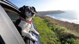 Black and white dog hanging out of a car window