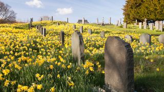 Daffodils bloom in a cemetery with stone headstones against a blue sky.