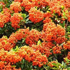firethorn shrub with clusters of bright orange berries