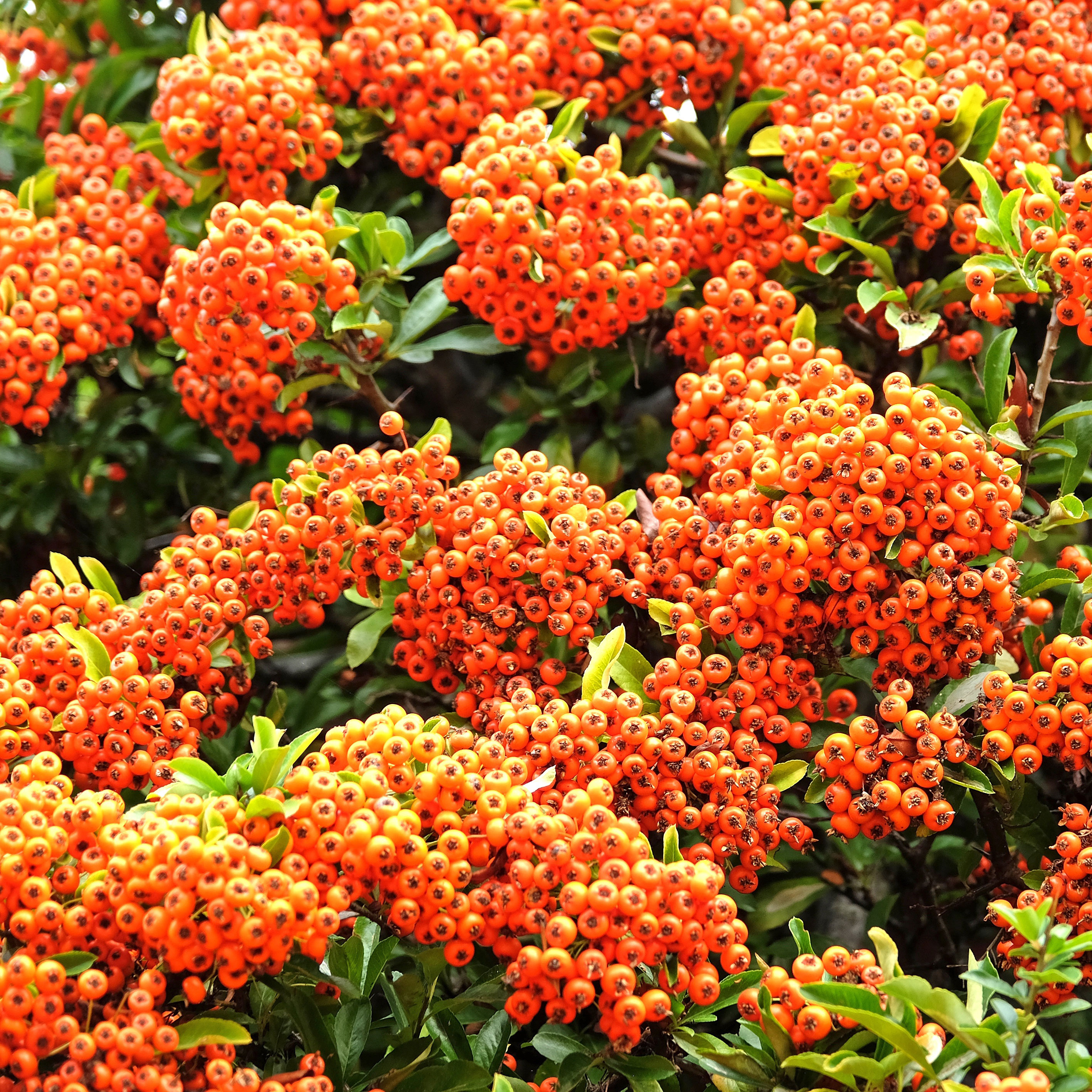 firethorn shrub with clusters of bright orange berries