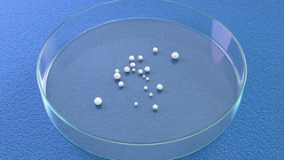 Computer illustration of brain organoids in a petri dish against a blue background. The organoids appear like mini white blobs.