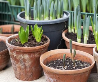 Flower bulbs planted in pots benefit from slow release fertilizer