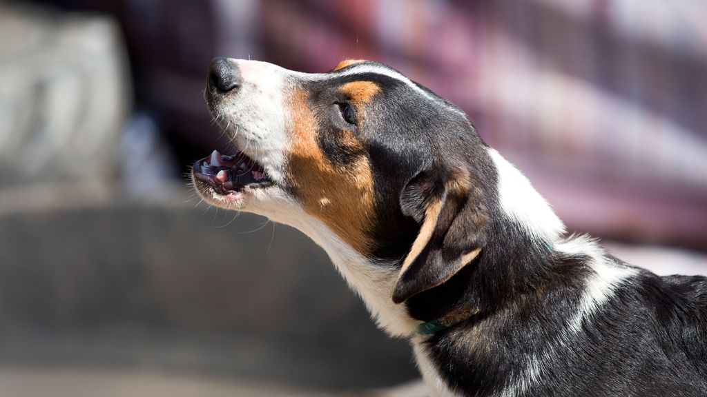 Three reasons why your dog barks at everything (and how to stop it