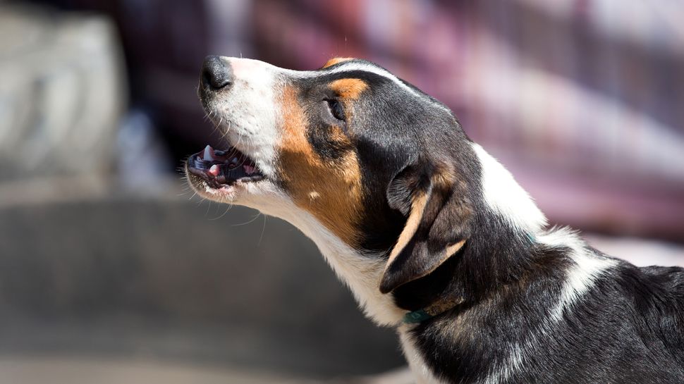Three reasons why your dog barks at everything (and how to stop it