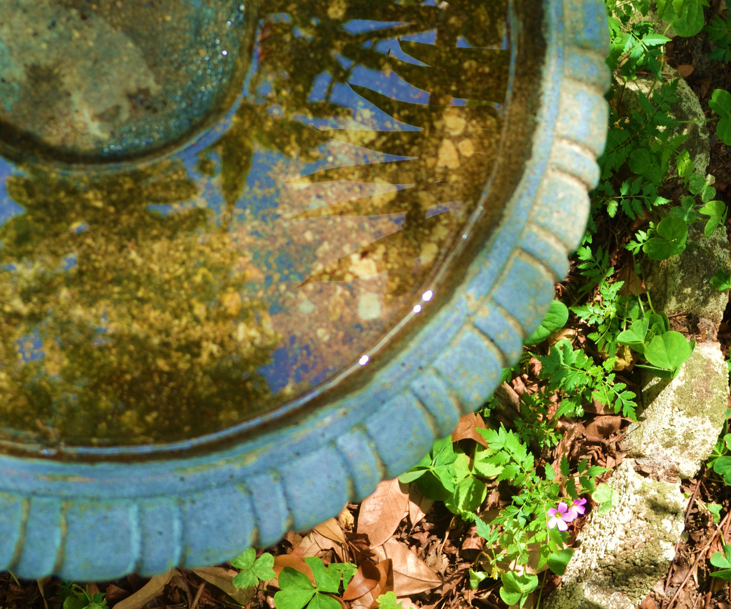 stone bird bath with dirty water