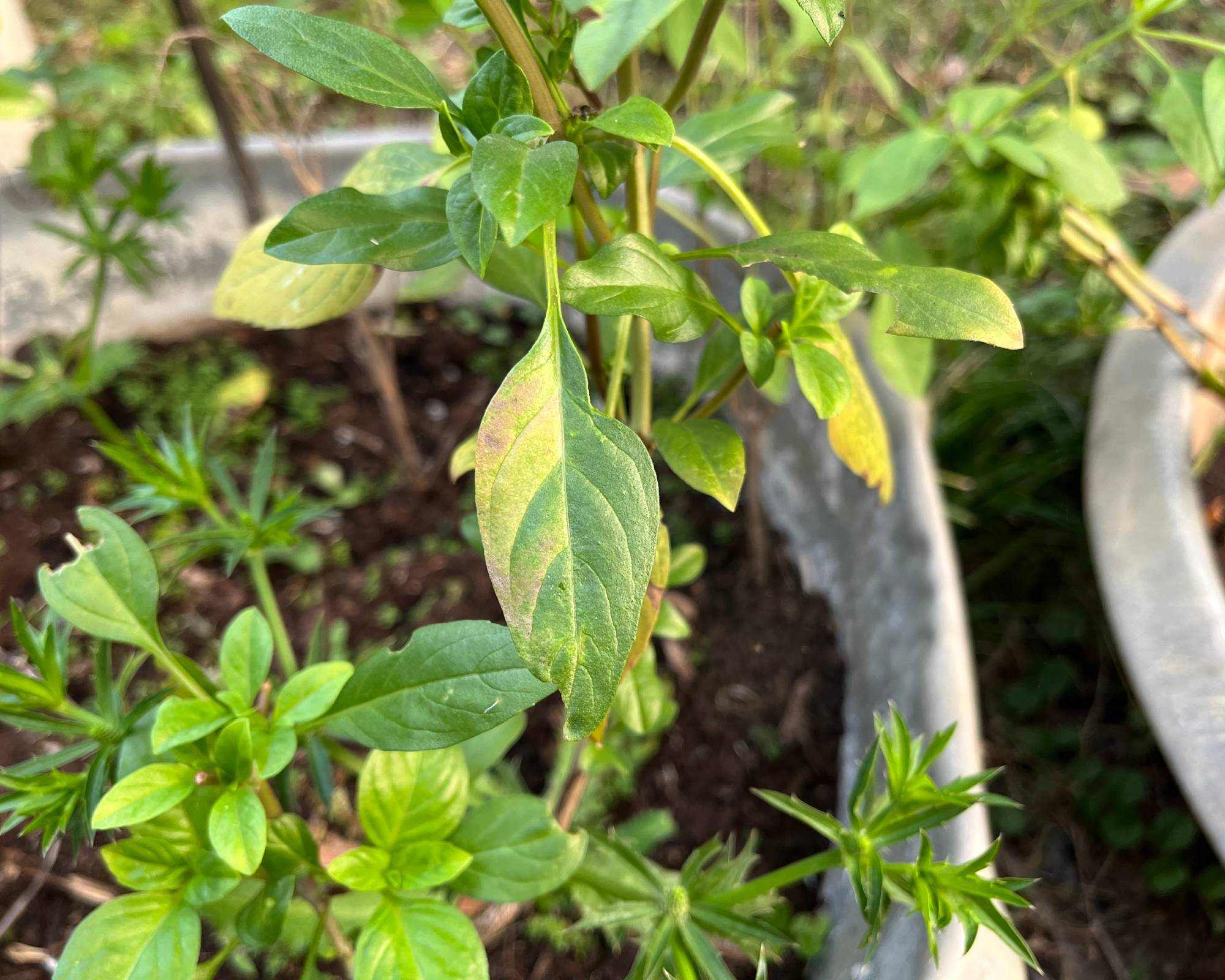 early signs of basil downy mildew