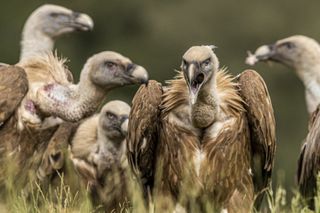 A group of 5 vultures together amongst the grass and blurred background