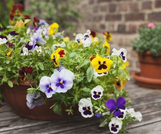 Pansies in container