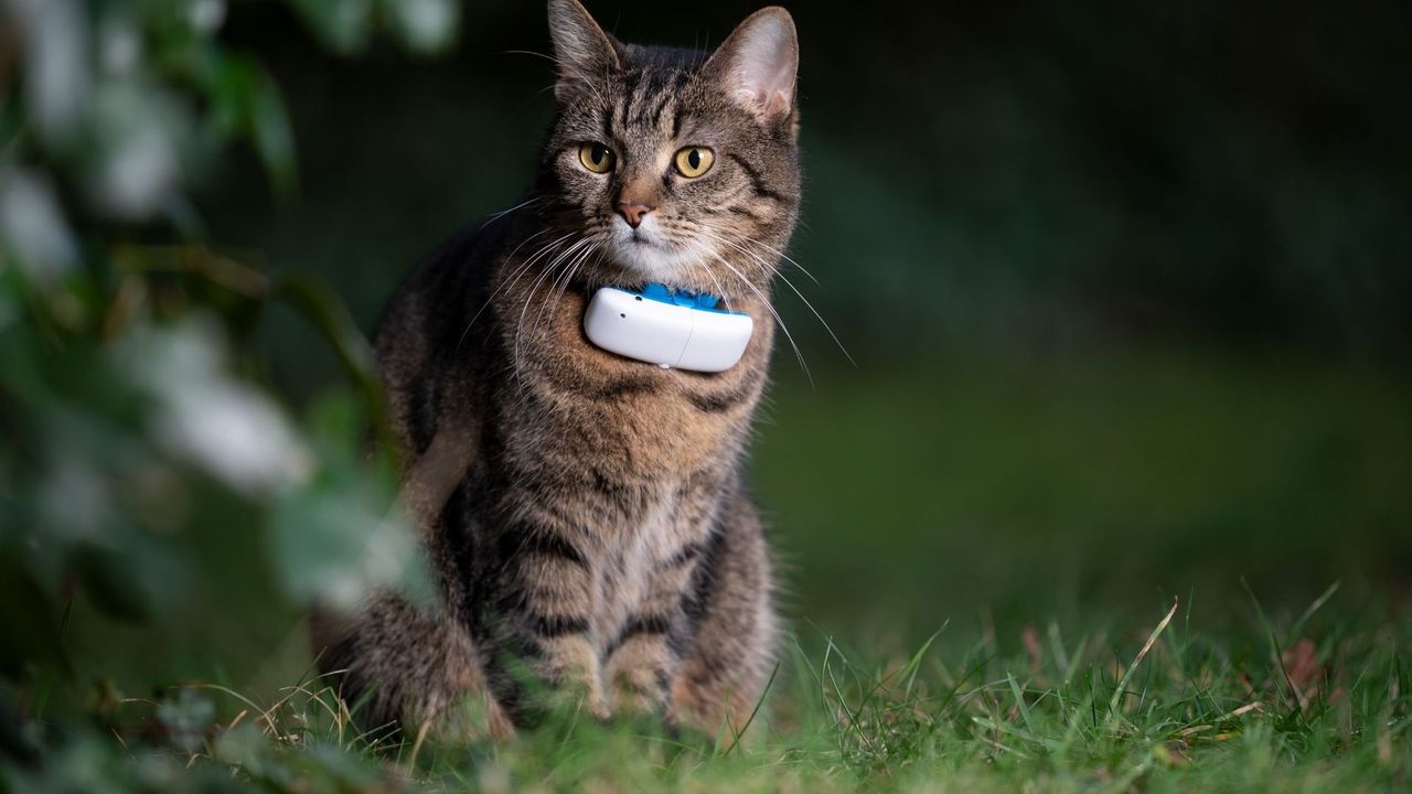 Ever wondered where your cat goes? You need this GPS Tracker!