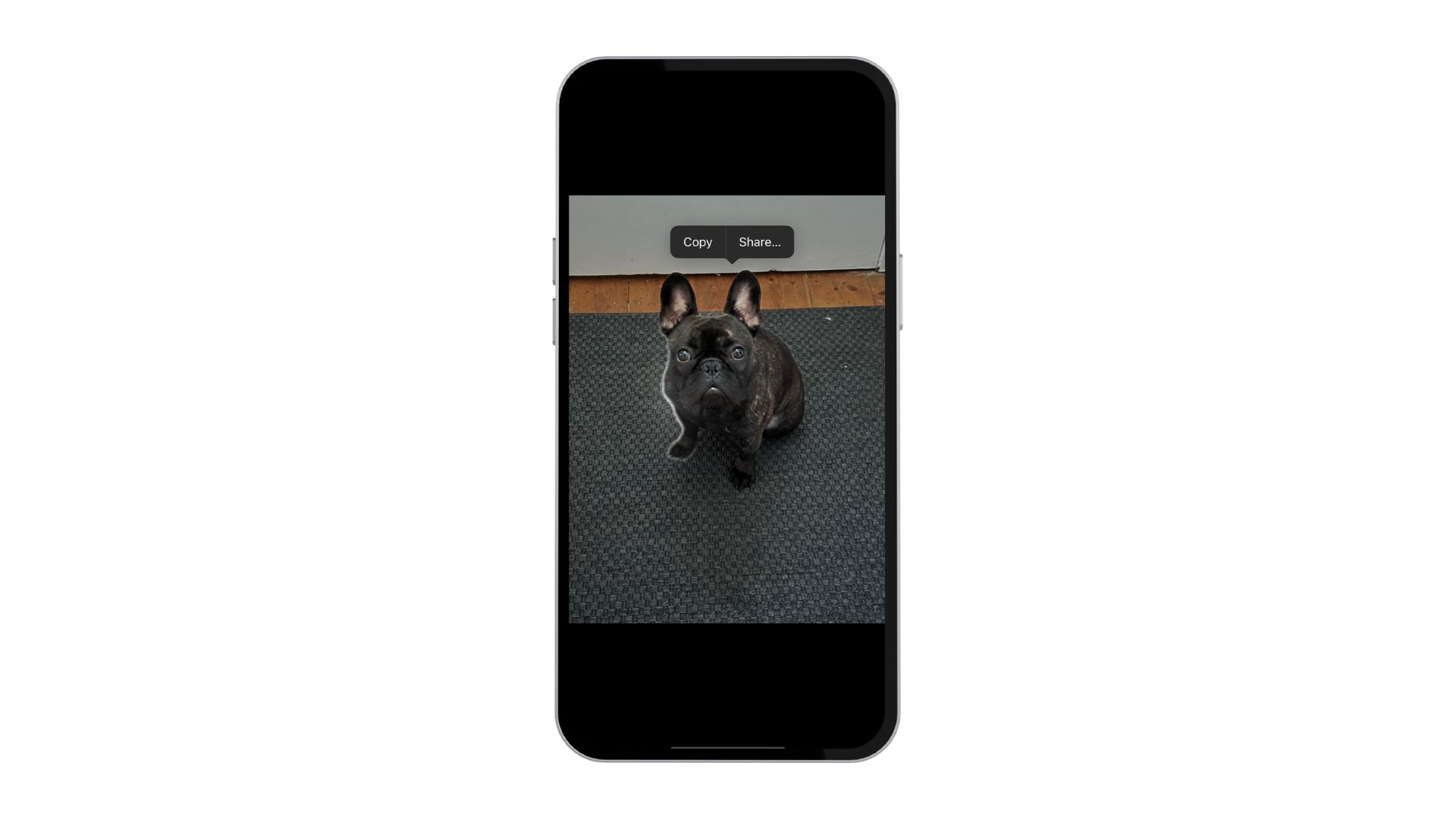 Subjek French Bulldog diangkat dari iPhone