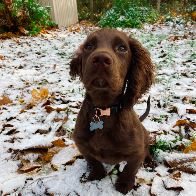 puppy in the snow