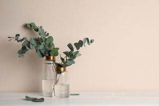 Glass vases with gold edges with eucalypus branches in, on a white wooden table in front of a beige wall.