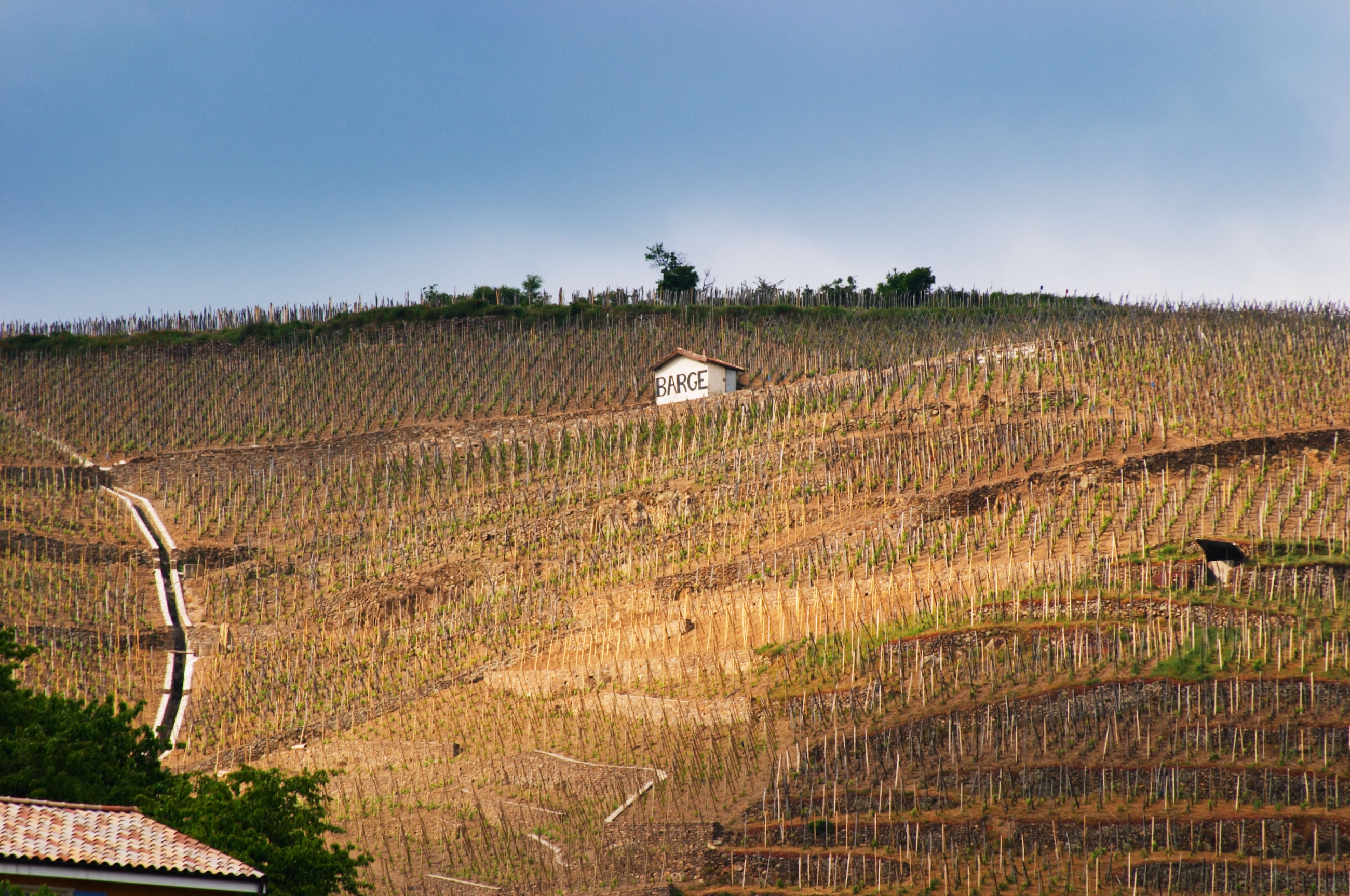 Terraced vineyards in the Cote Rotie district