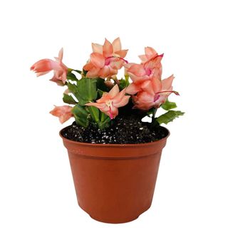 Orange Christmas Cactus Plant