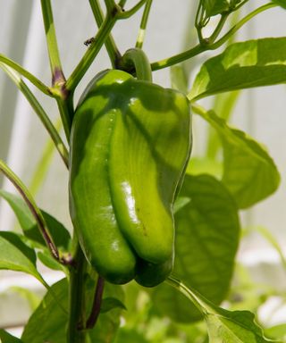 A green bell pepper growing on a plant outside
