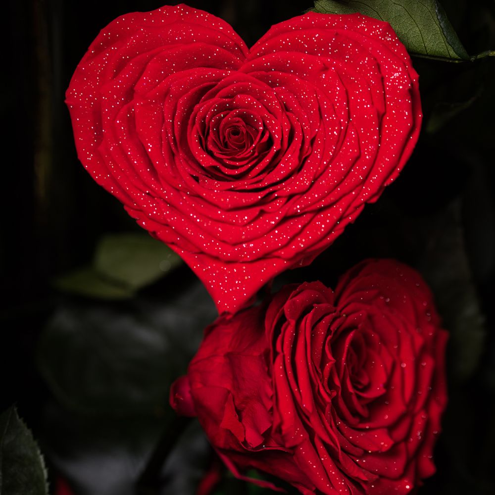 Необычные картинки роз. Красивые розы. Самые красивые розы. Необычные розы. Самые красивые розы в мире.