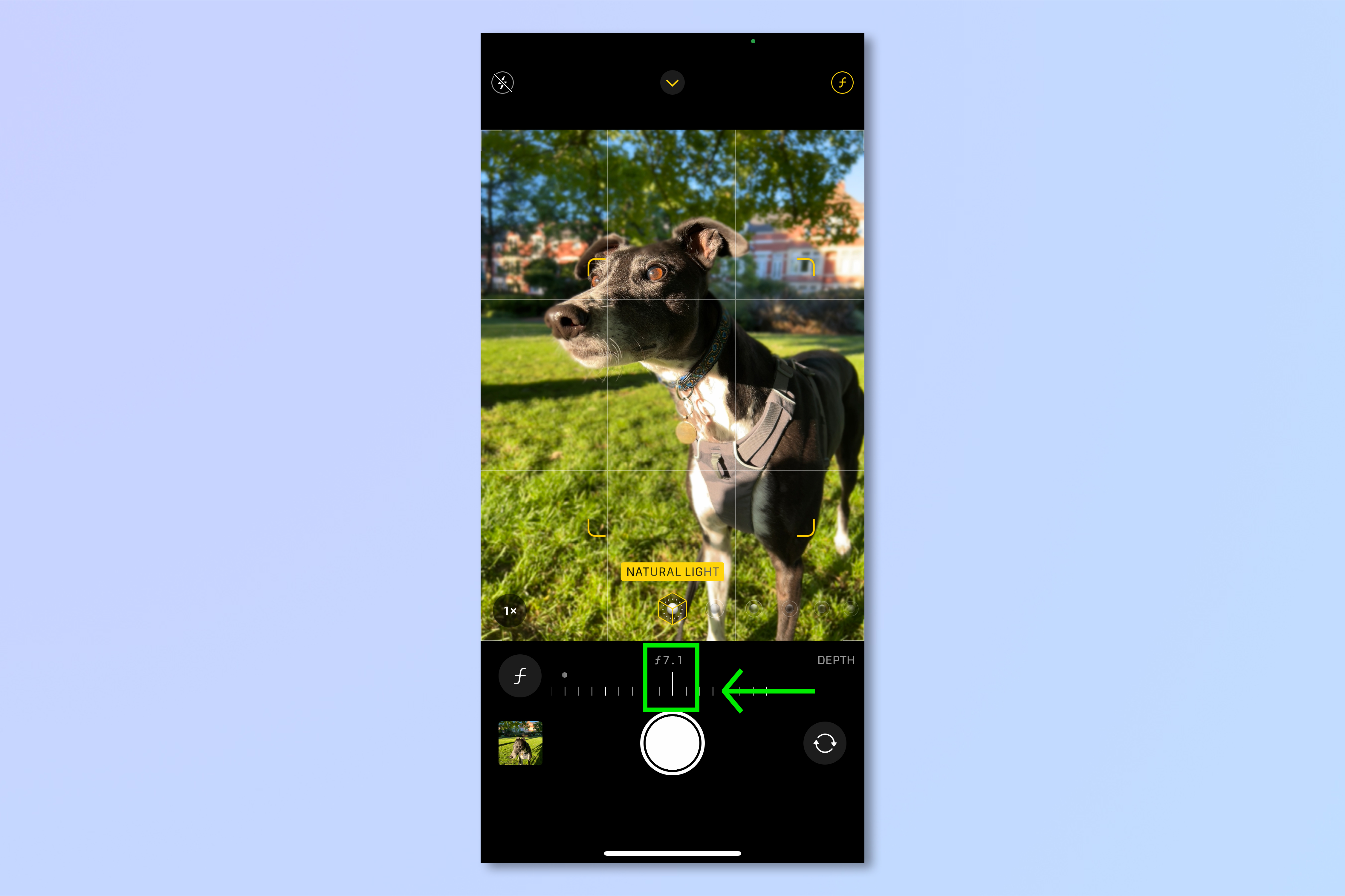 An iPhone screenshot of a grayhound pictured in the iPhone camera, demonstrating the steps required to blur the background of iPhone photos