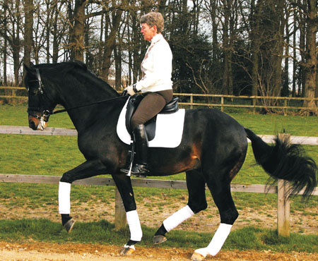 Master demonstrates his piaffe with Kyra Kyrklund