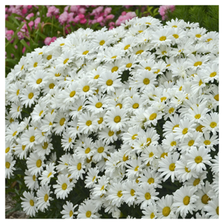 A patch of shasta daisies