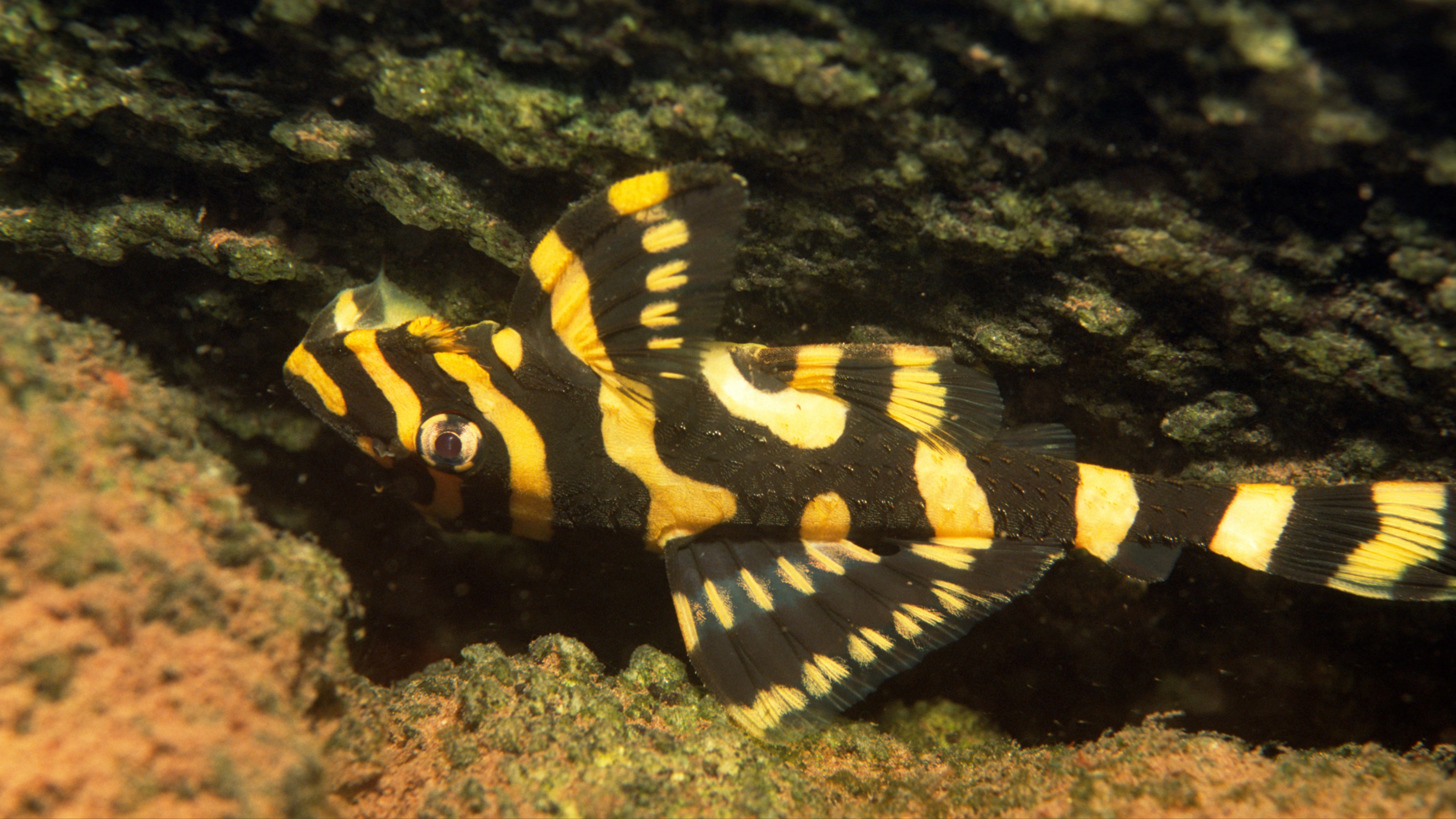Clown Pleco