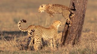 Three young cheetahs playing in the Masai Mara national park, Kenya