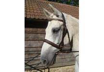 bridle2.jpg