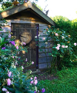 shed with roses round door