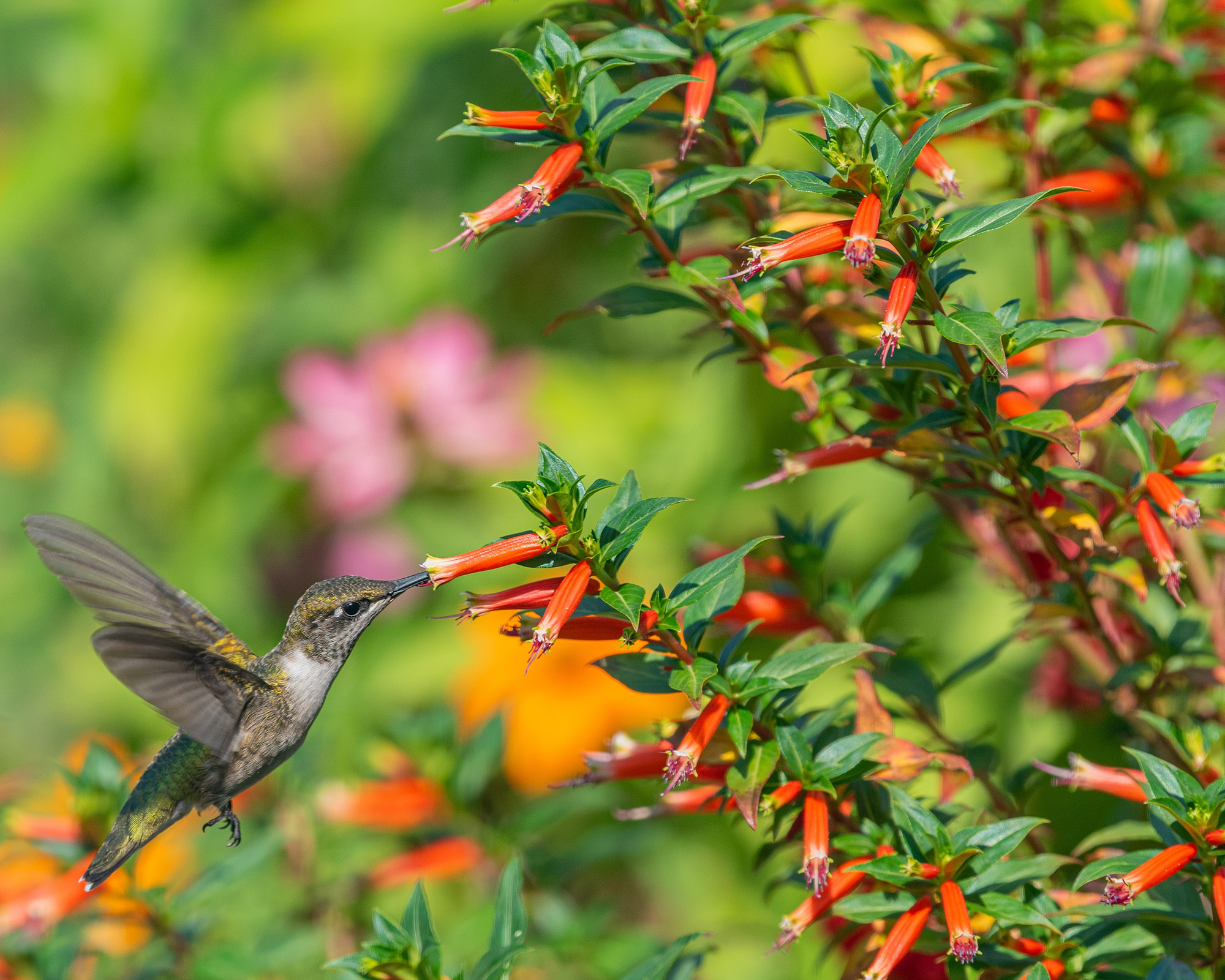 Female hummingbird feeding from orange vermillionaire plant with beak in flower