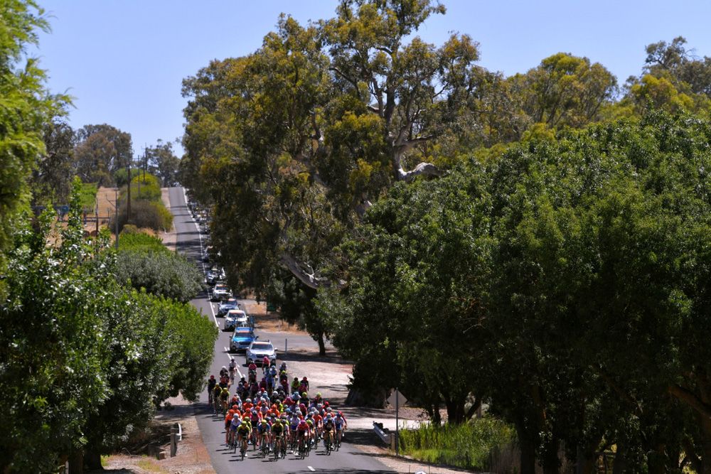 The peloton enjoys a moment of shade