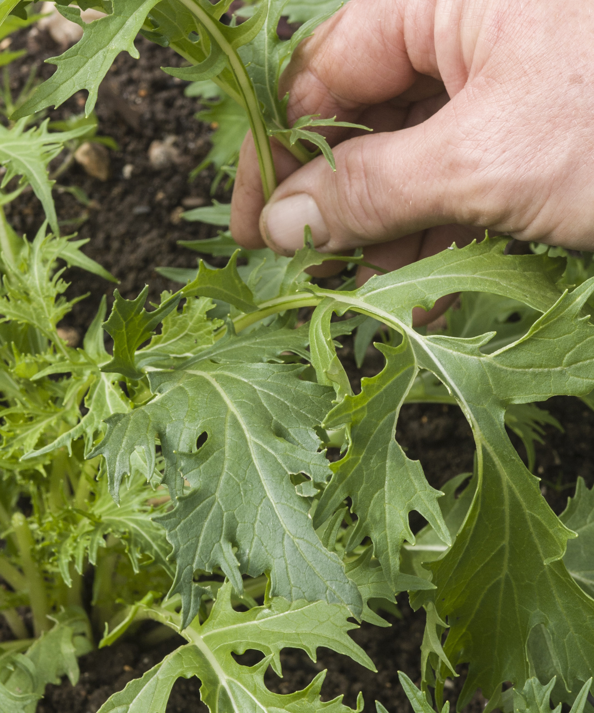 A gardener picks the green, serrated leaves of mizuna