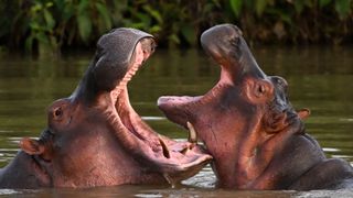 two hippos facing each other in a river with their mouths wide open