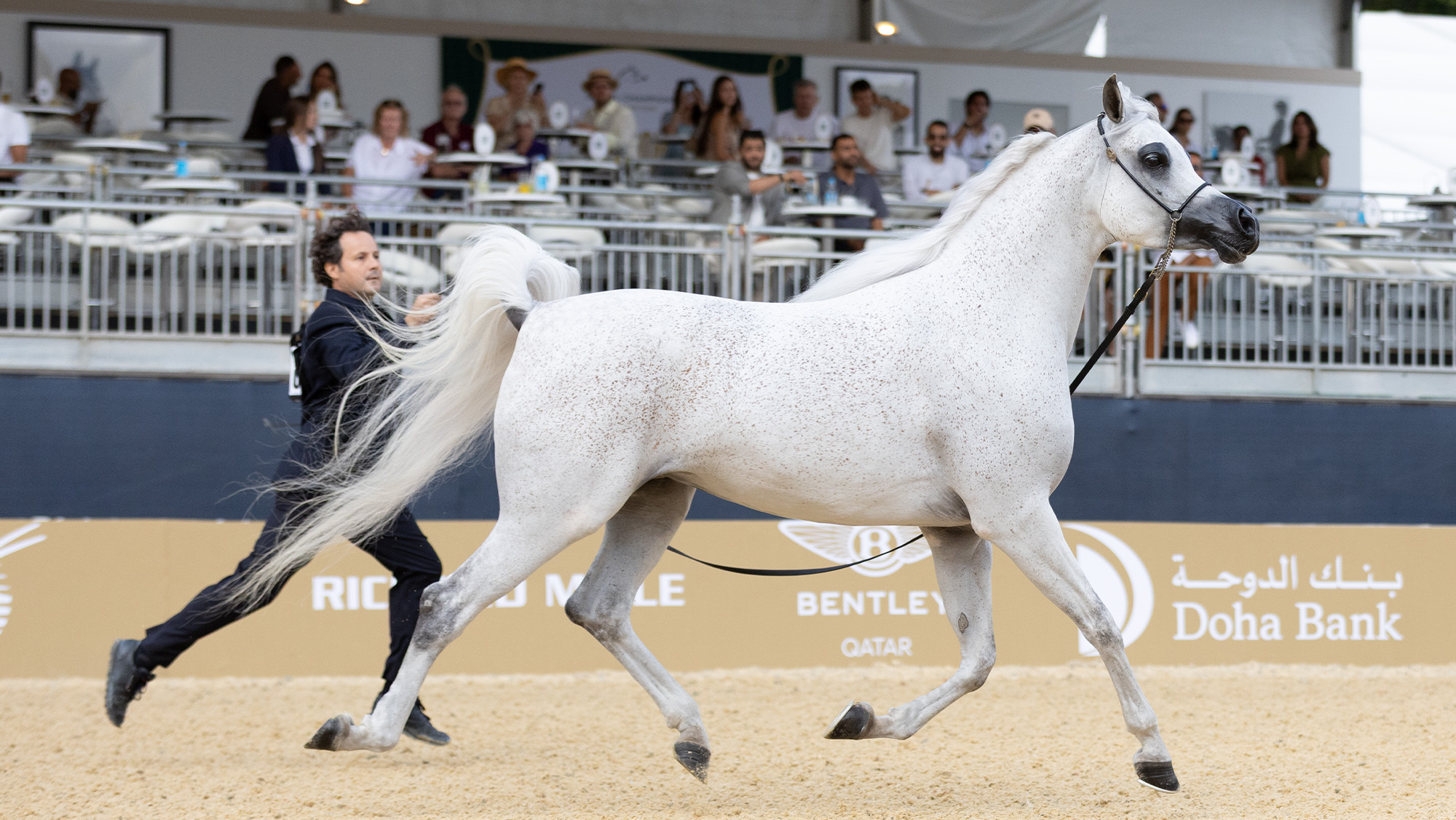 D Dharya, a grey Arabian mare is trotting around the arena at the GCAT 2026 in London druing assessment