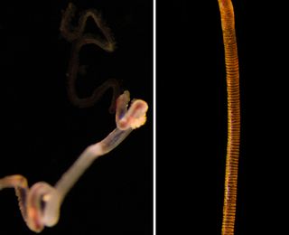 Methane sea worms