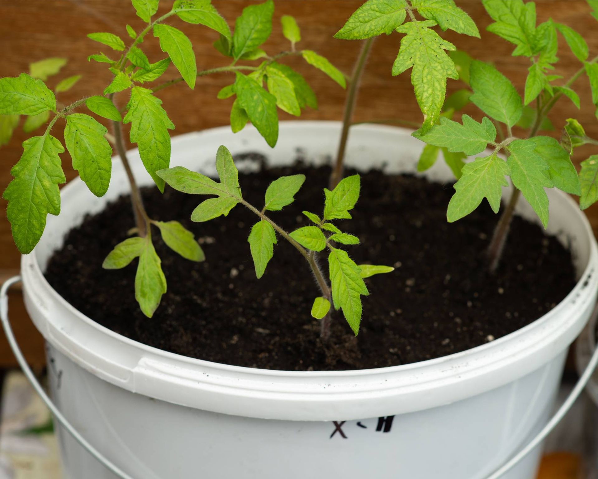 Growing tomatoes in 5-gallon bucket