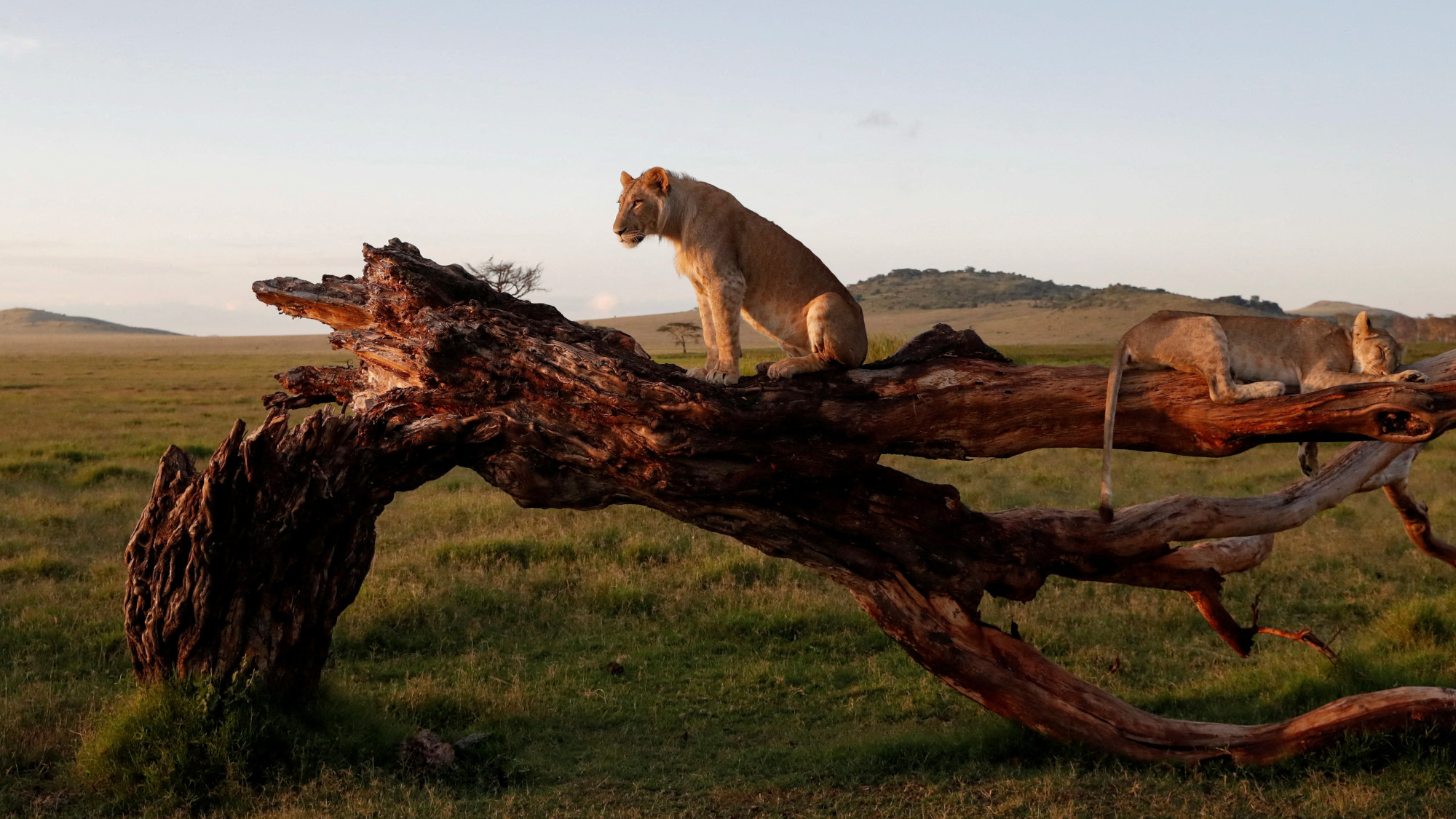 A lion and lioness