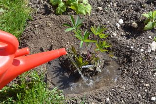 garden water saving tips: watering around a plant